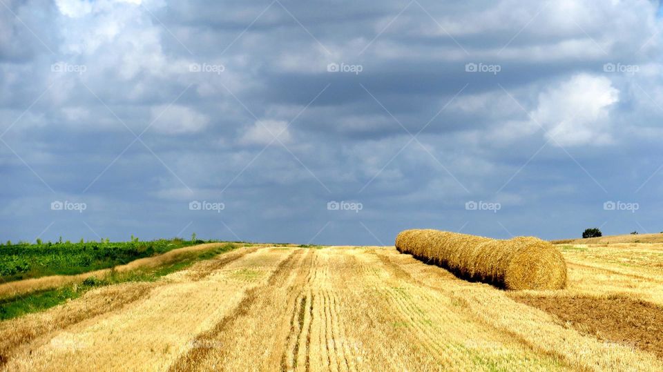 golden hay