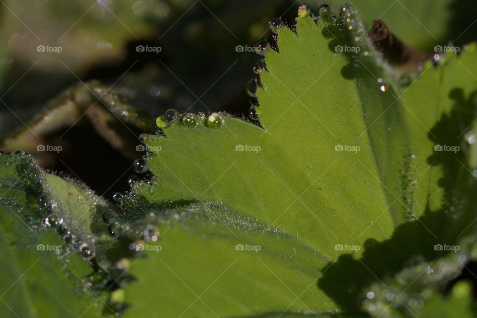 Drops on green leaves