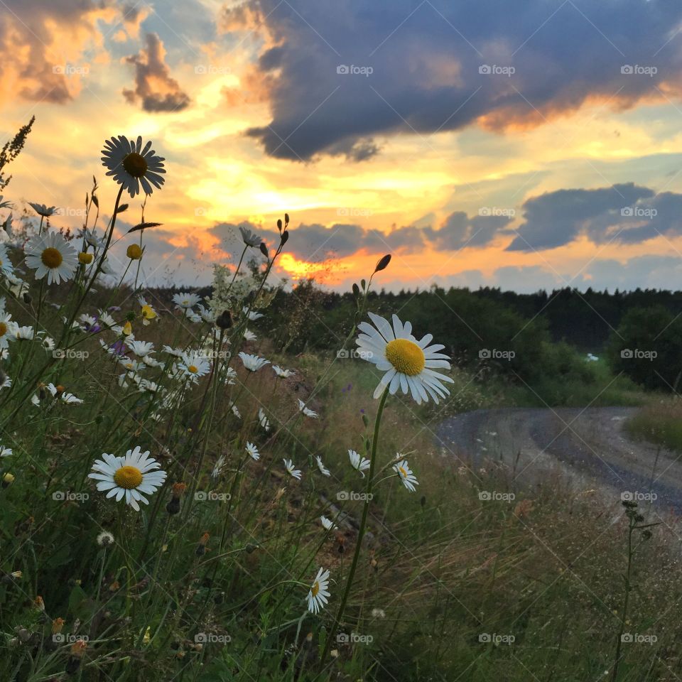 Daisies in sunset. Summer in Sweden, daisies in sunset in the countryside