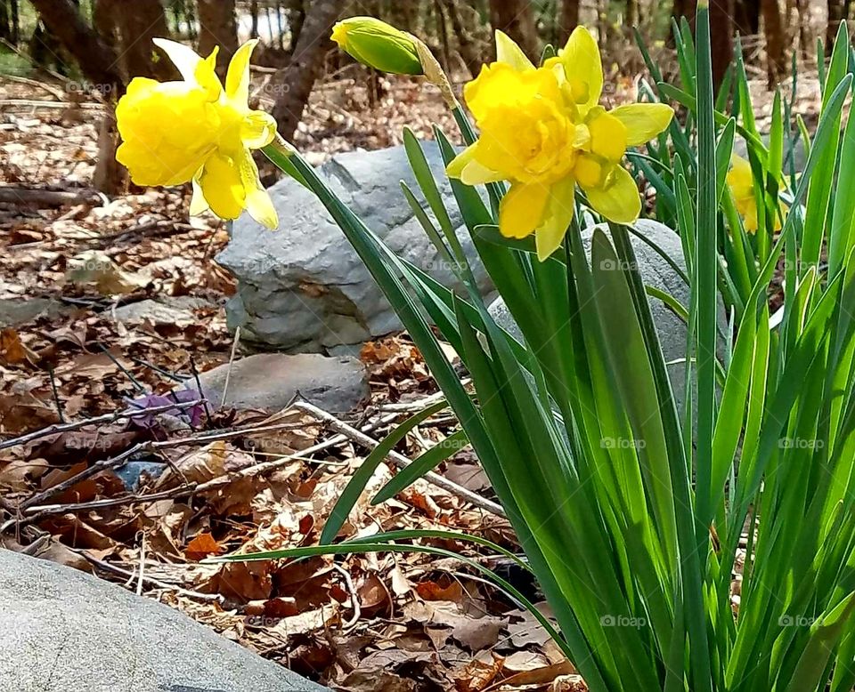 Daffodils in the woods between rocks, very pretty, out of place & beautiful🌾