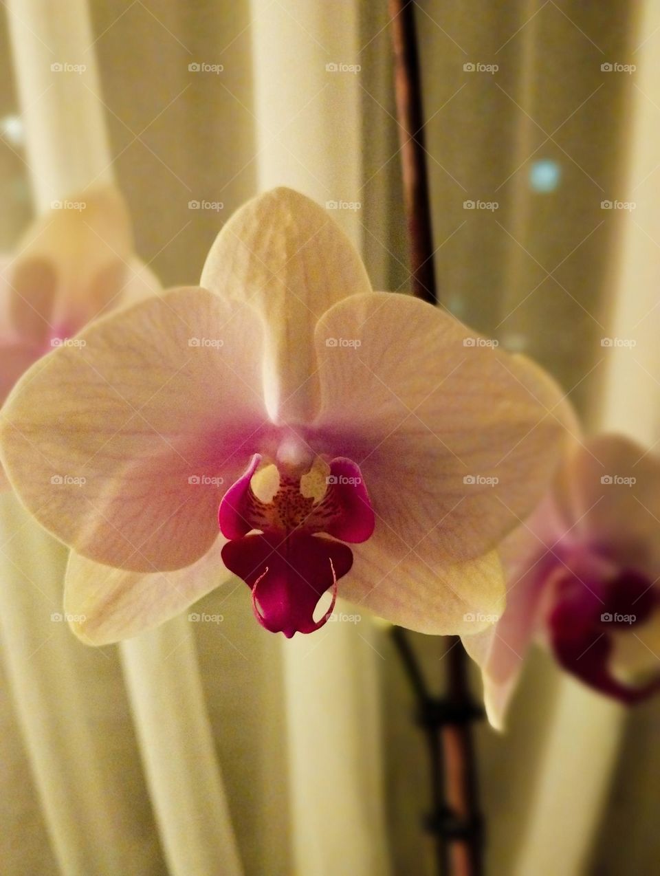 Orchid