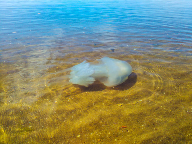A large white jellyfish swims on the shore of a clear and transparent sea in calm weather, and hunts for fish for food.