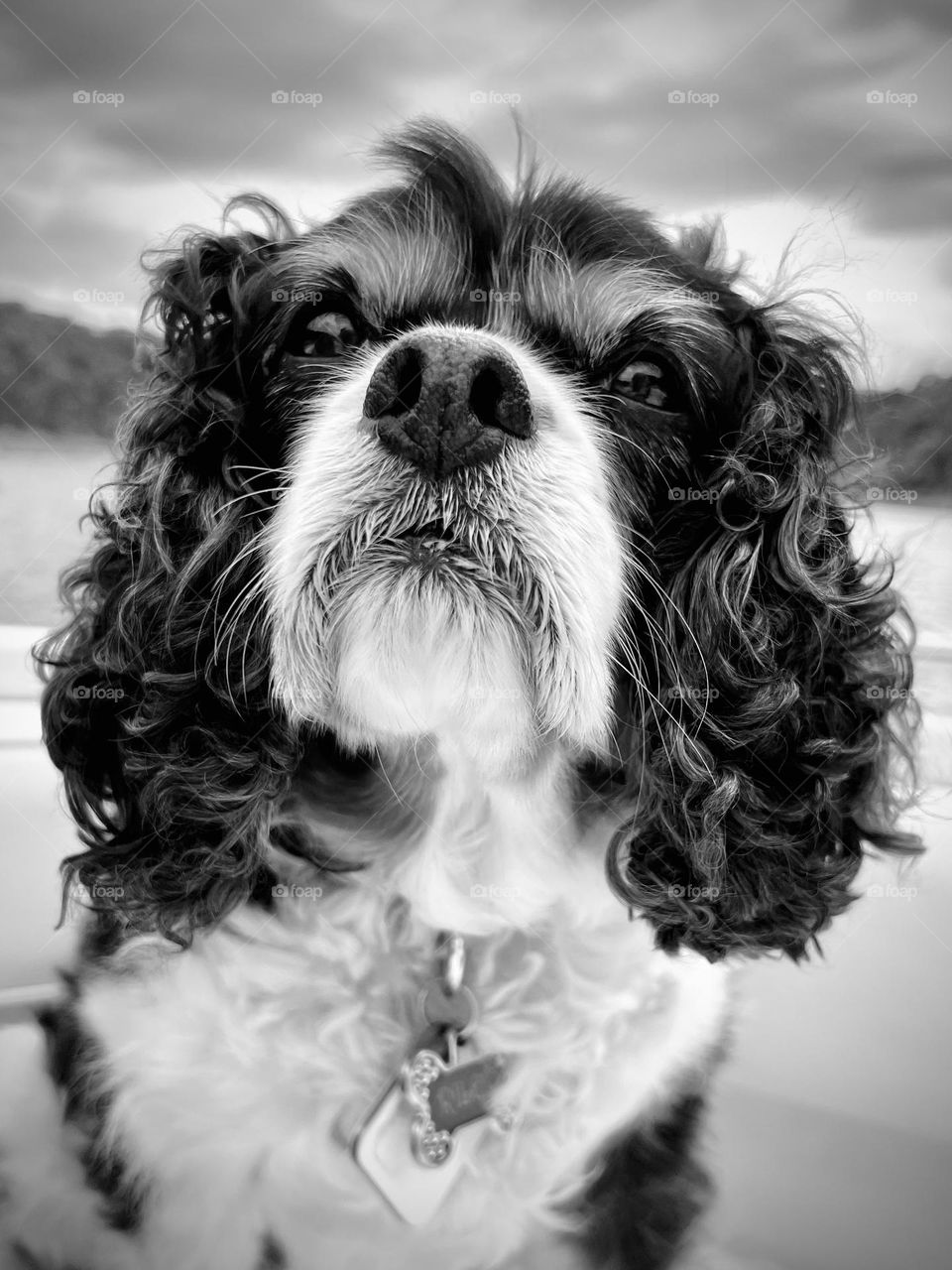 A black and white closeup picture of a tricolor Cavalier King Charles Spaniel