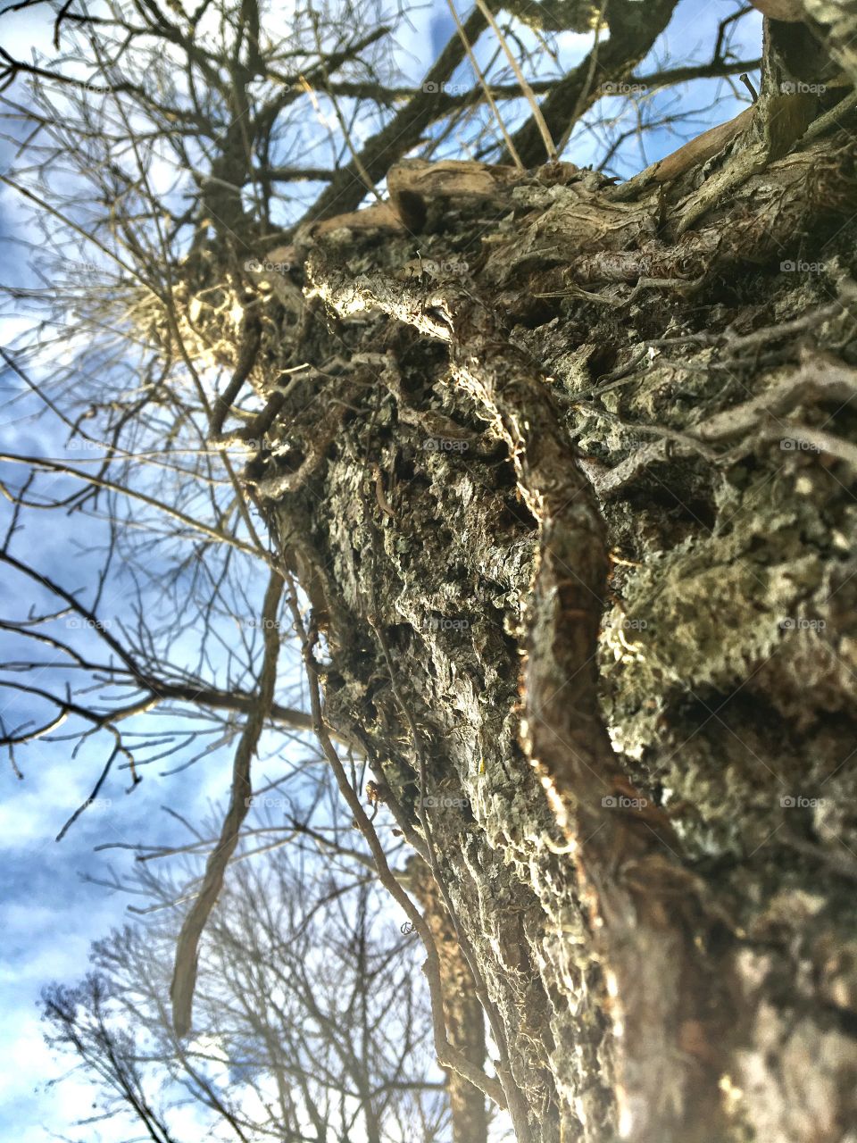 Vines of a Tree
