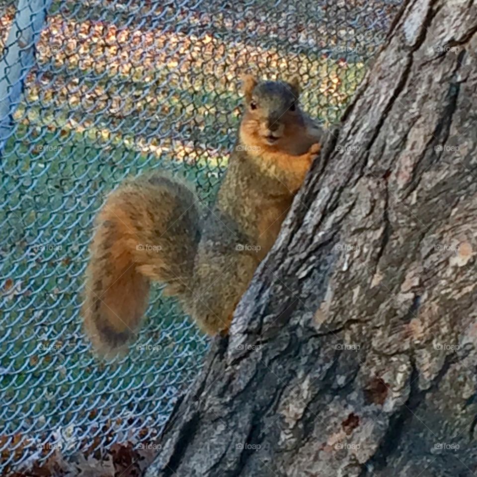 Squirrel talk