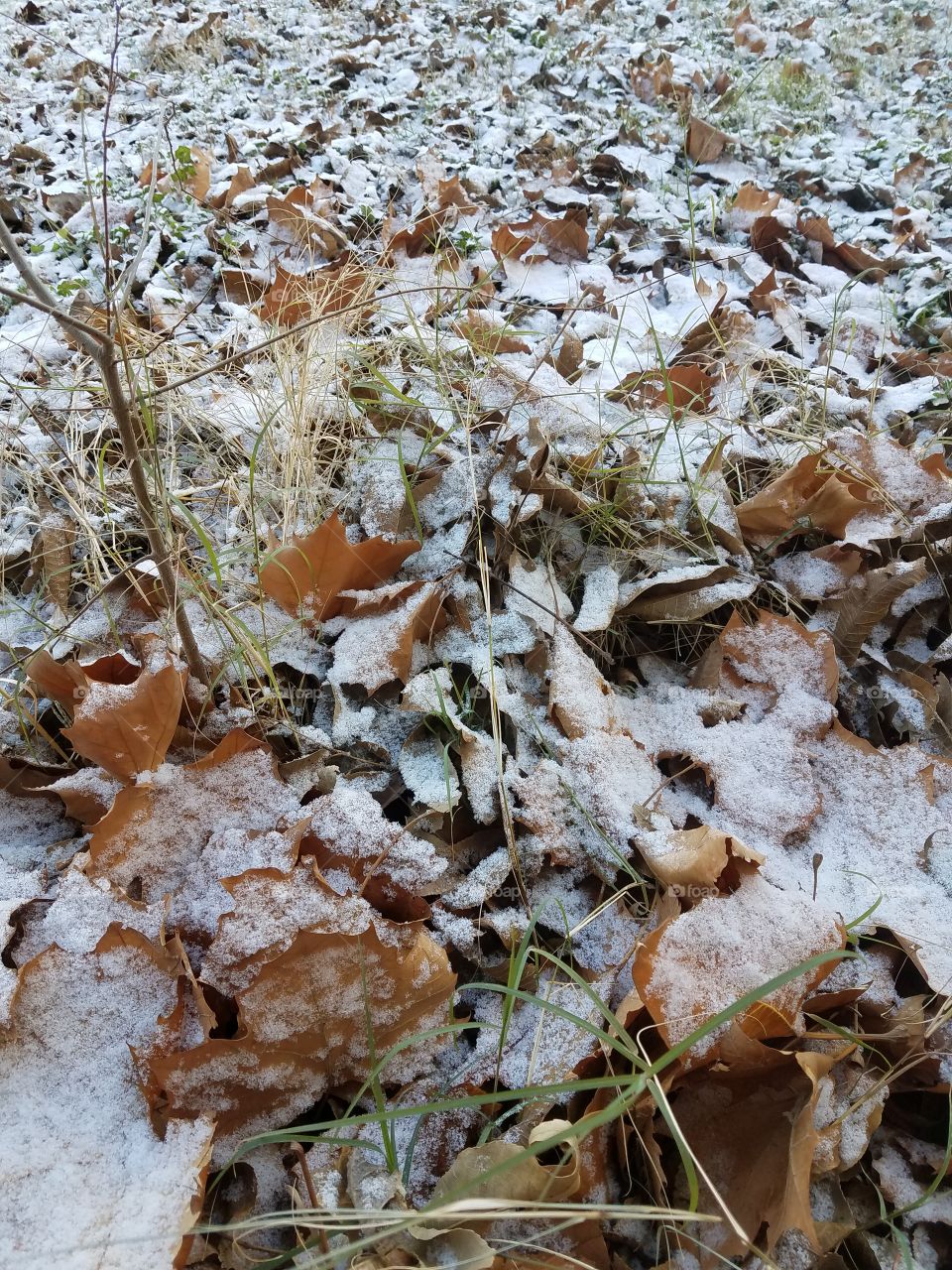 leaves covered in frost. A light dusting of snow.