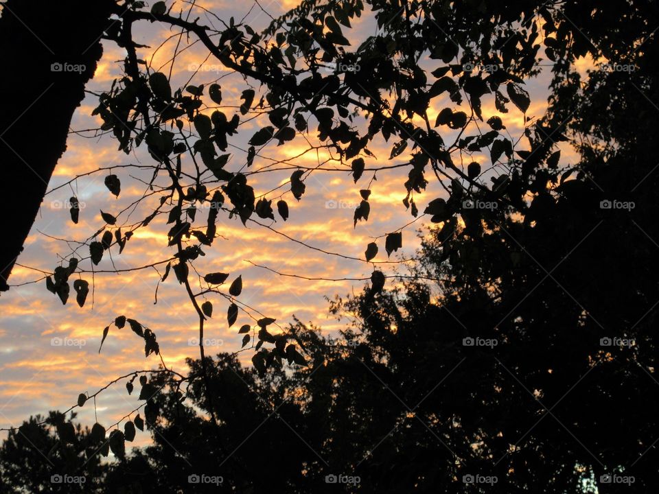 dawn through the trees