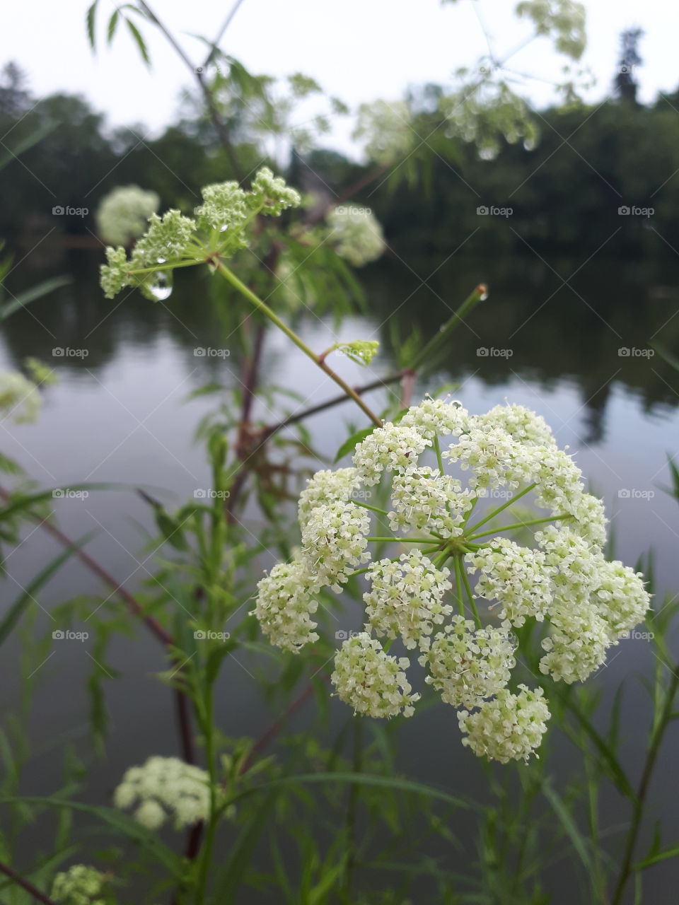 Queen Anne's lace by the Avon river