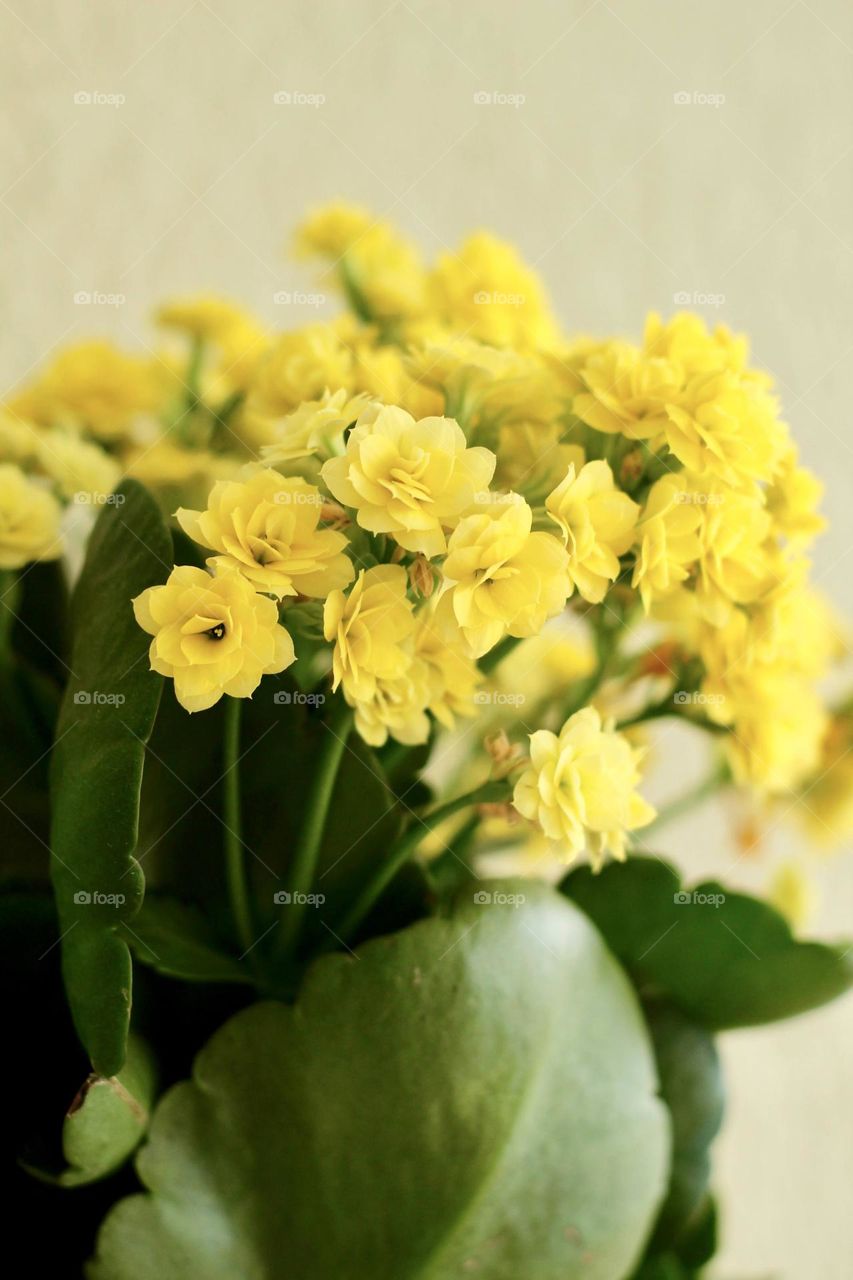 Yellow Flowers 