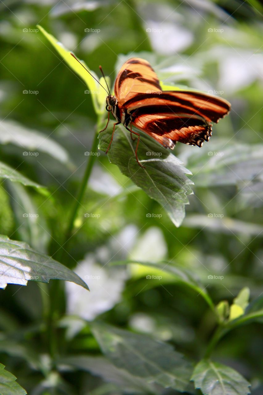 Orange butterfly on leaf