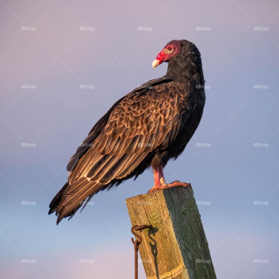 A Turkey Vulture rests on a post while taking in the view of the sunrise. 