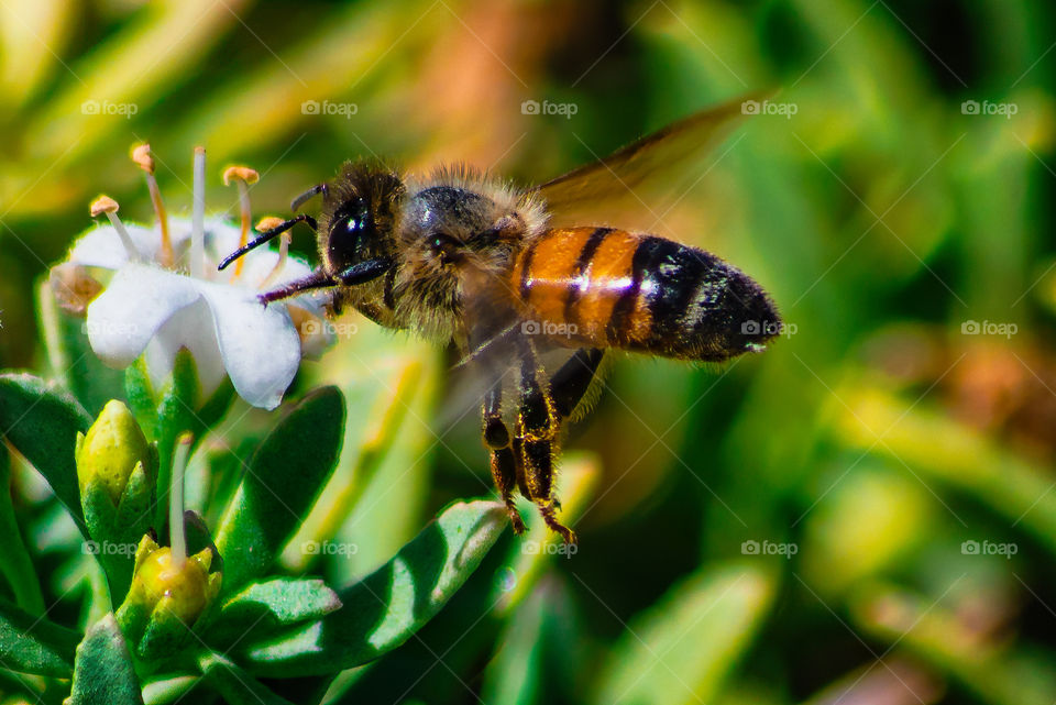 bee perched on a very small flower