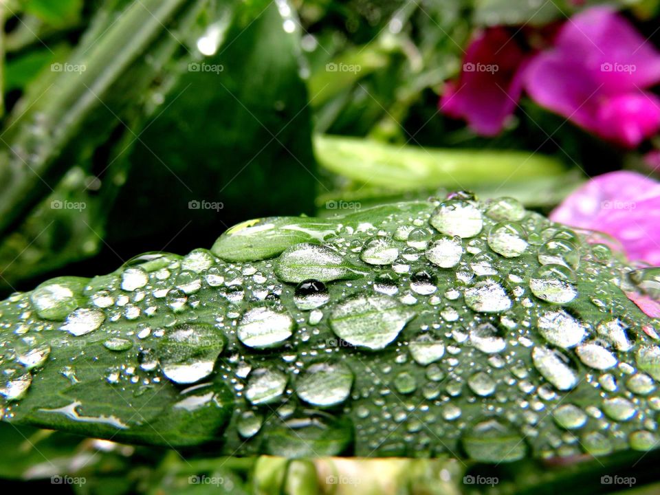 delicate droplets