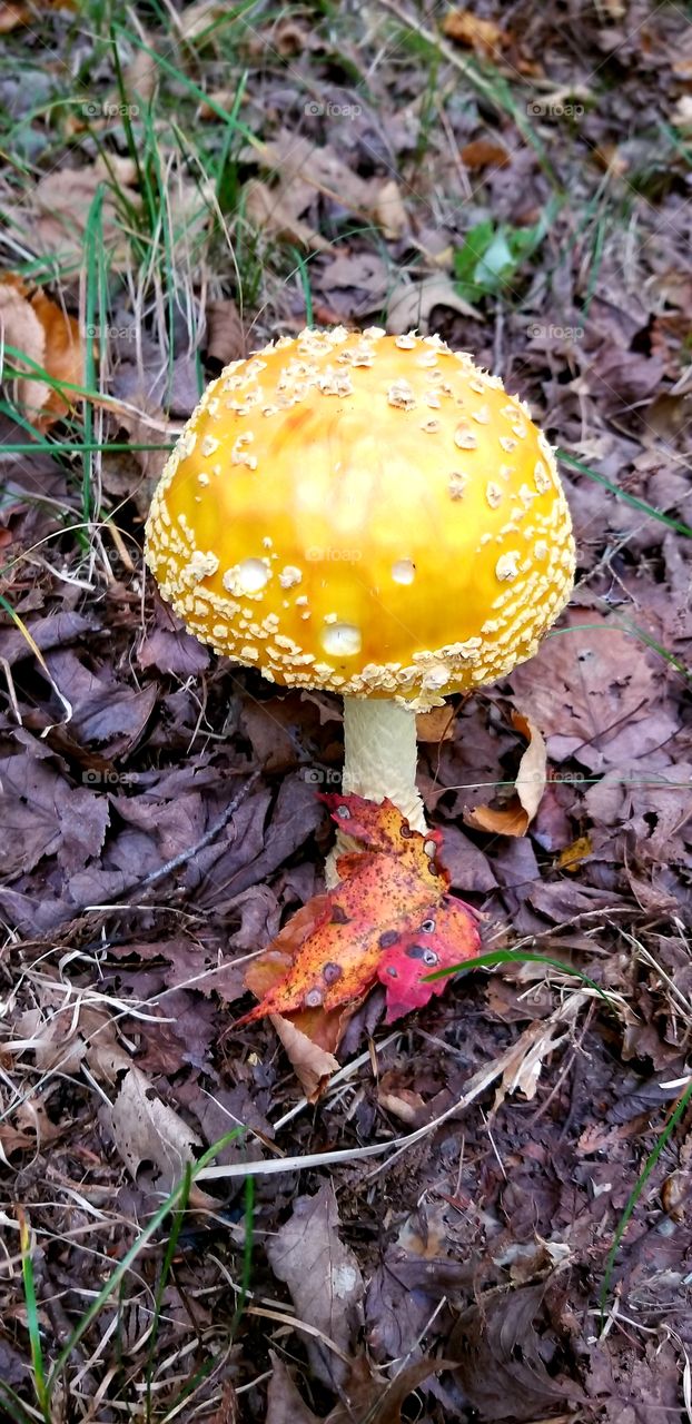 wild mushroom and red Maple leaf