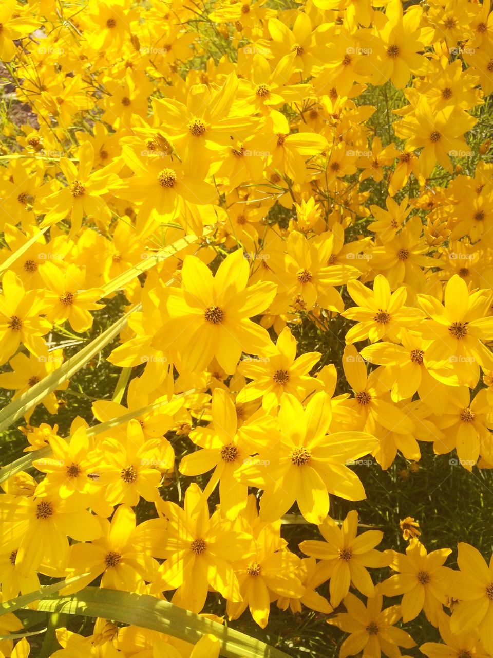 High angle view of yellow flowers