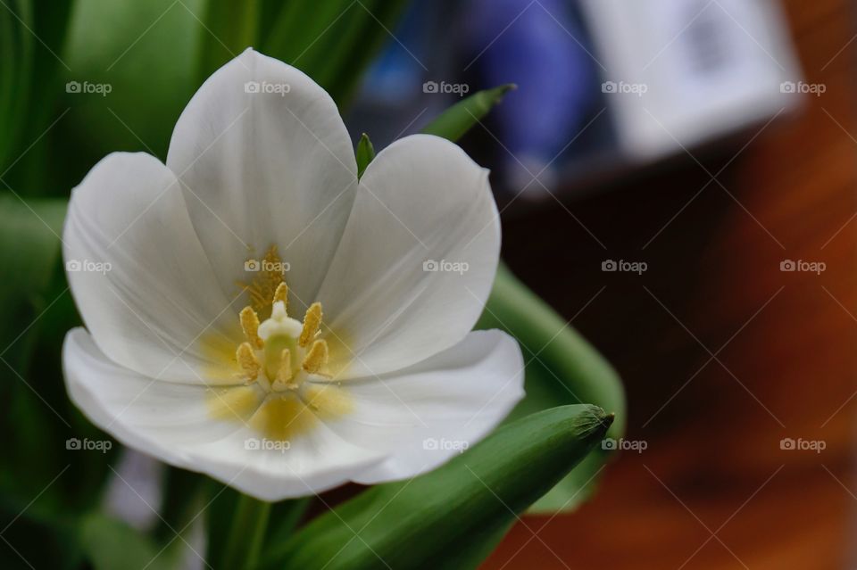 White flower