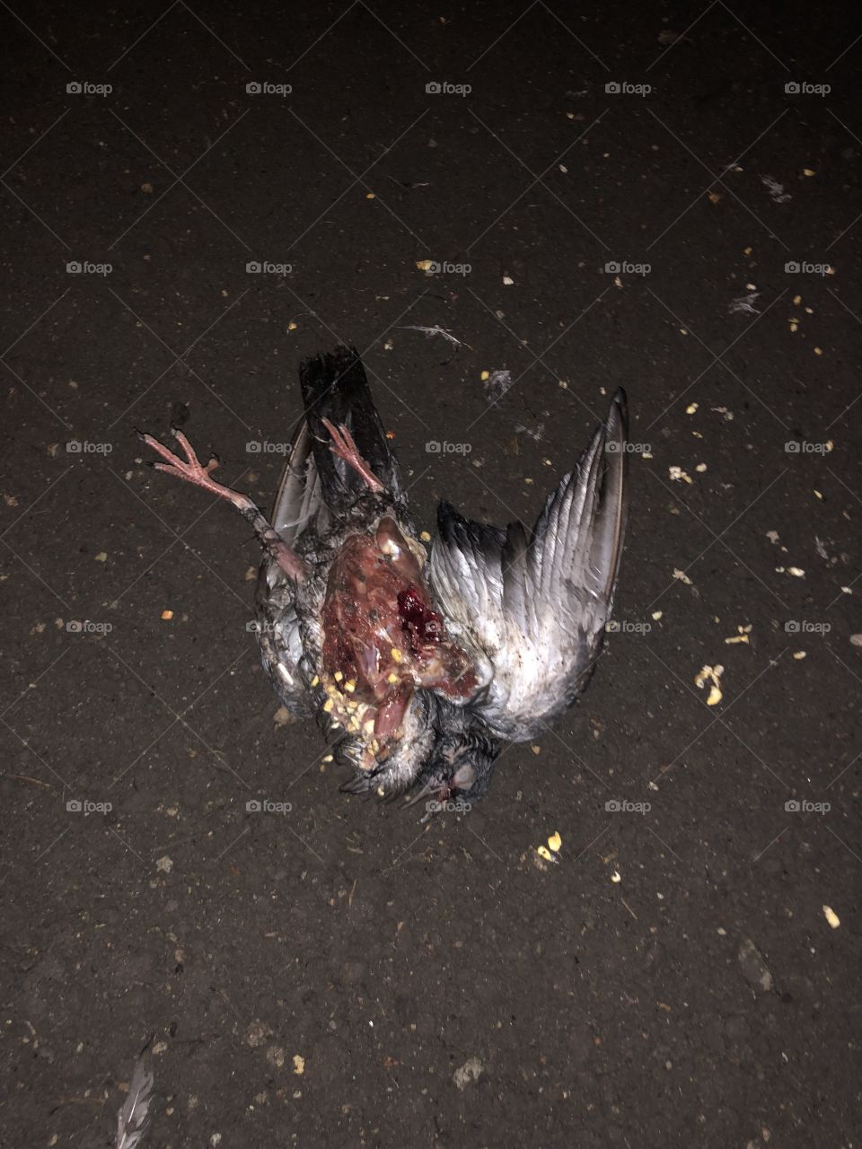 Dead bird 