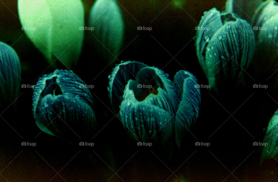 Crocus Morning Dew