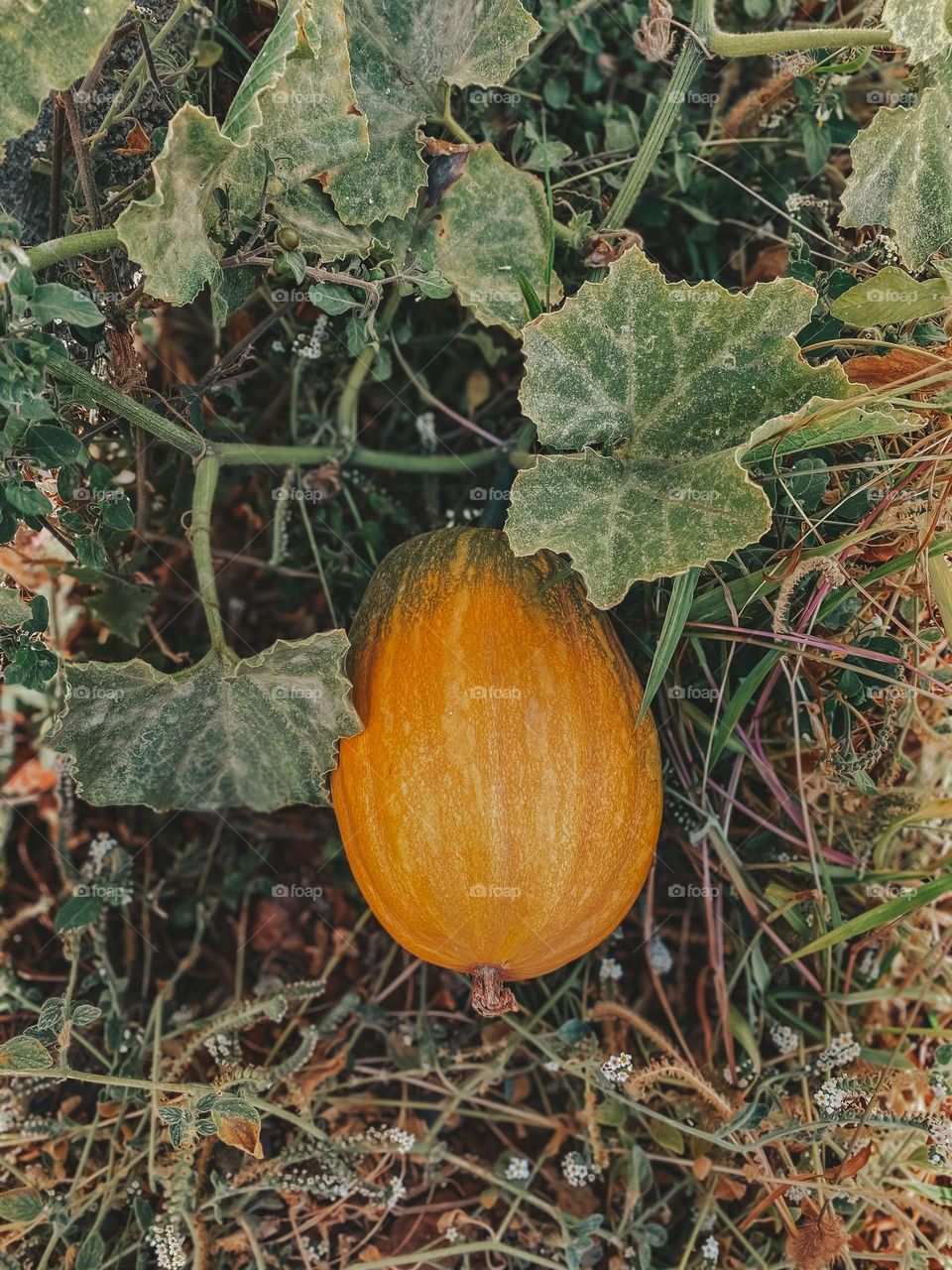 Pumpkin in the garden 