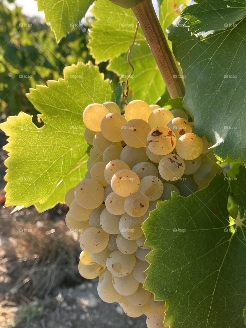 Grapes ready to be picked up