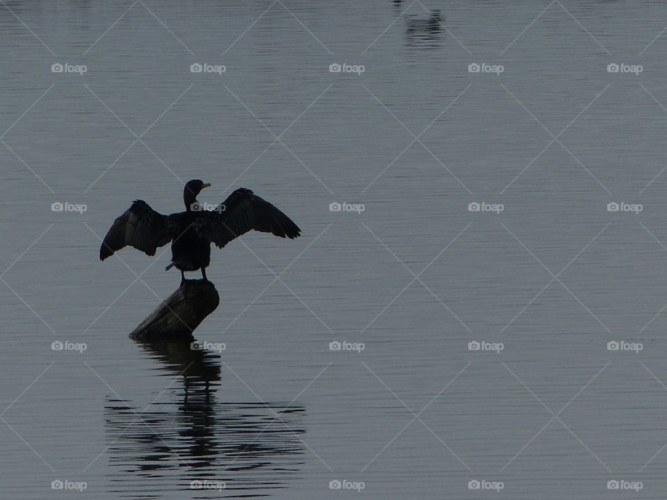Cormorant reflection 
