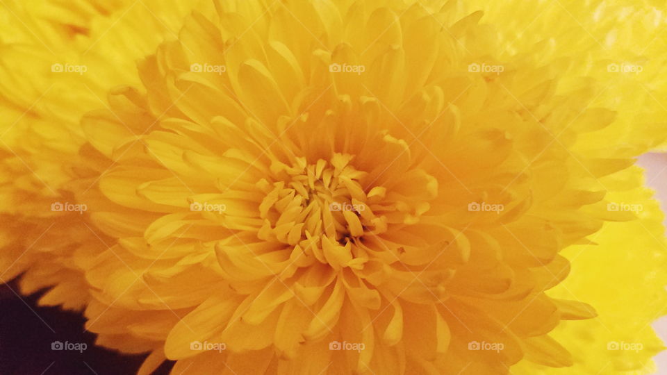 chrysanthemum