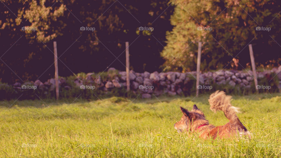 Dog in field of grass
