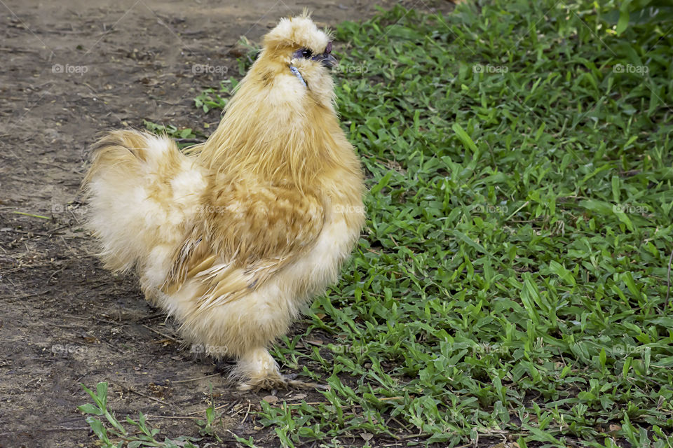 Brown Chicken or Silkie Hen On the lawn in the garden.