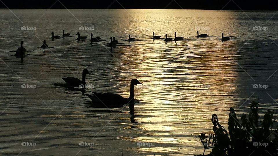 silhouette of geese in a golden sunset on a lake