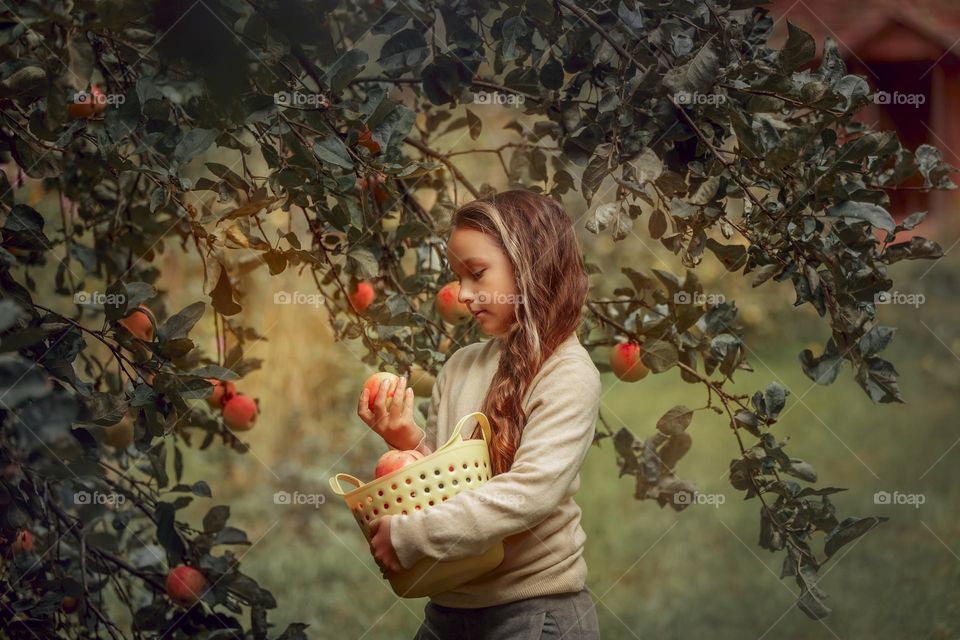 Long-haired girl with basket of apples