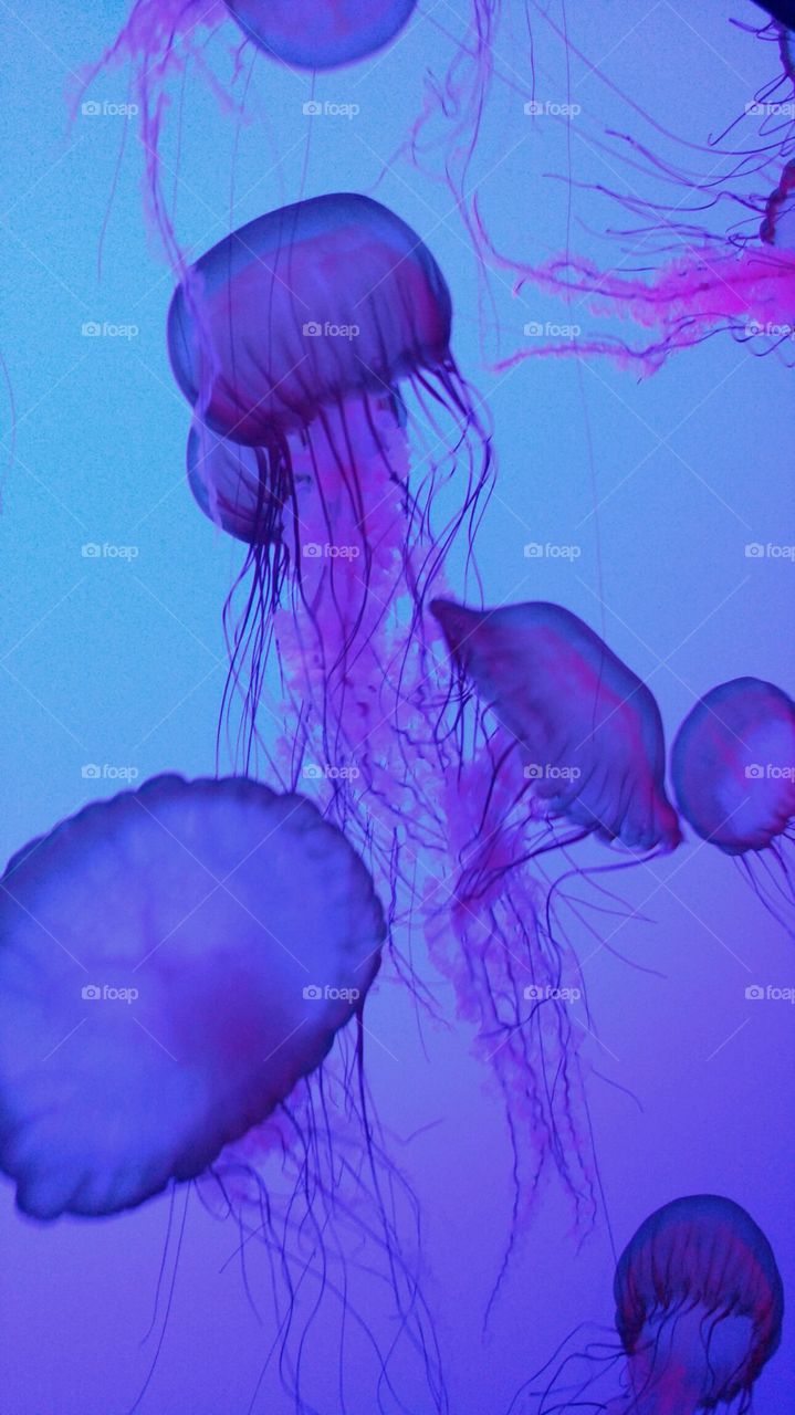 Jellyfish, No Person, Underwater, Abstract, Biology