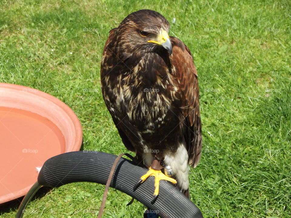 Perched Hawk