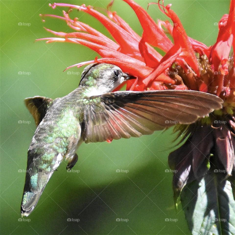 Hummingbird eating nectar from a red bee balm flower