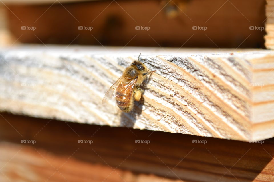 Pollen laden honeybee on landing board approaching hive entrance.