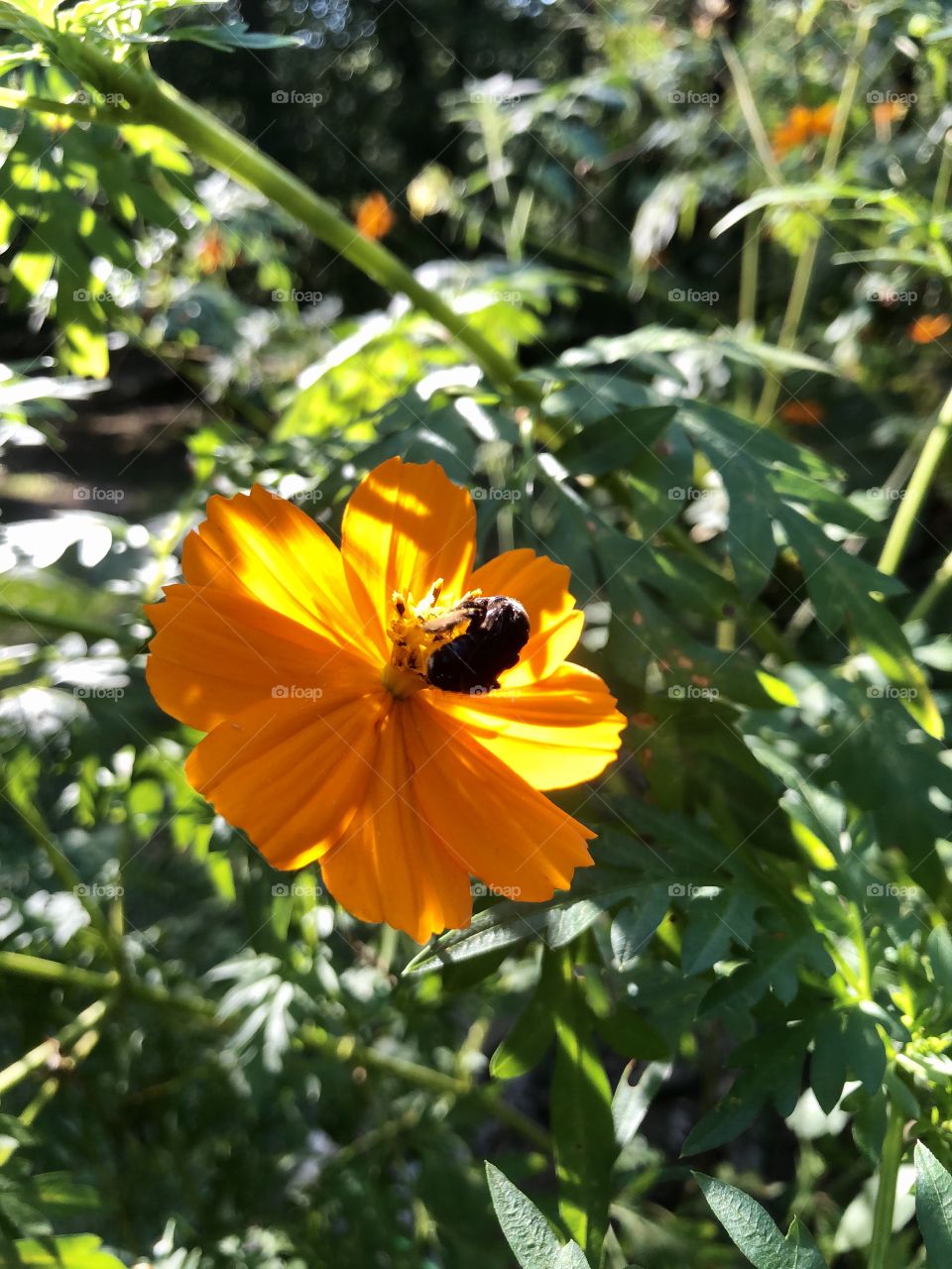 Bee pollinating orange cosmos 