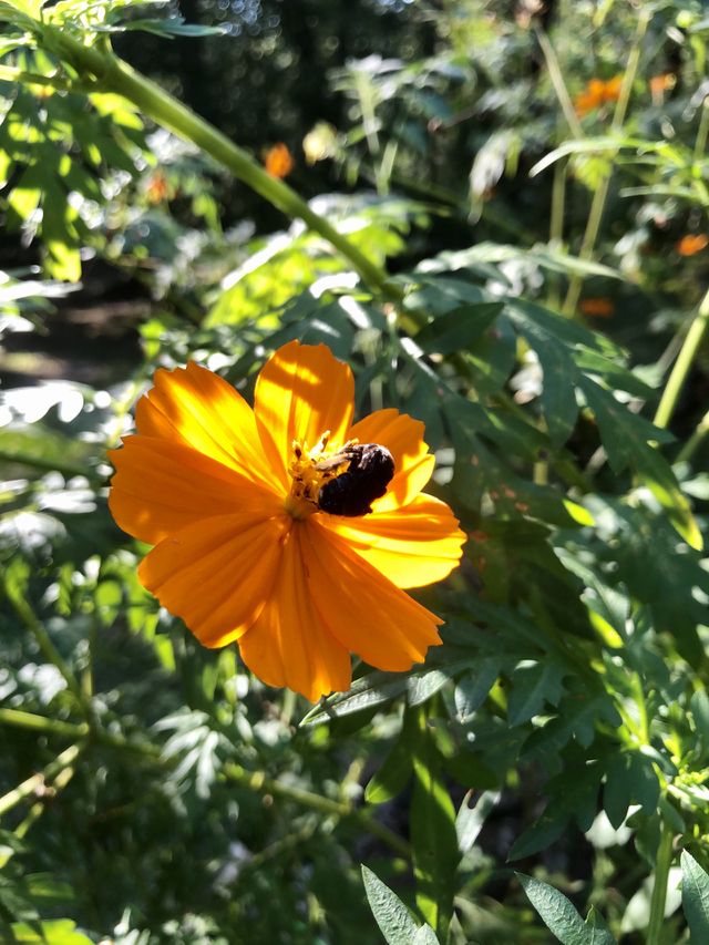 Bee pollinating orange cosmos 
