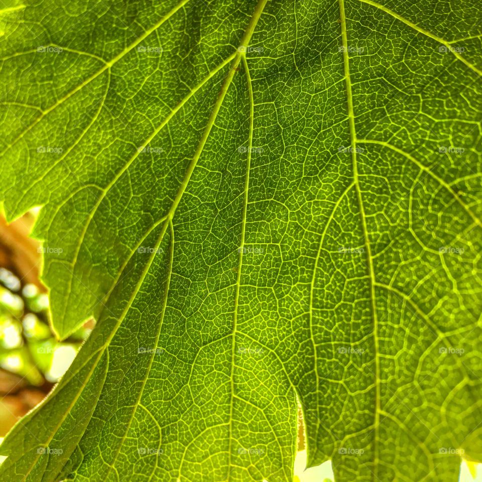 Details on a leaf