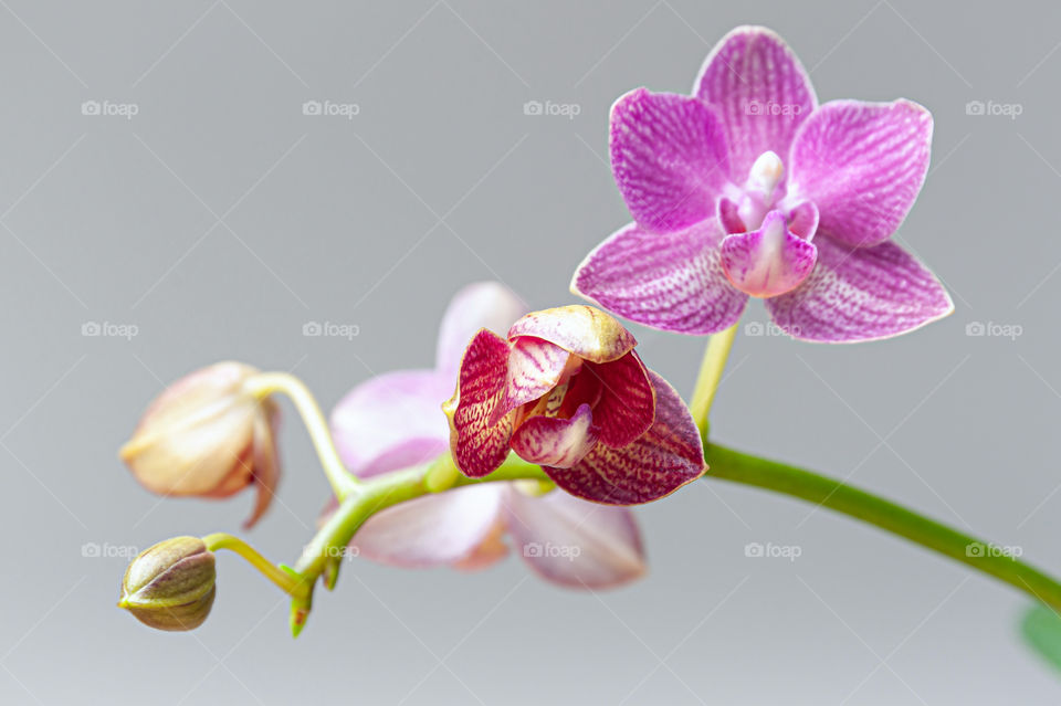 Orchids. Flower transformation from close bud through half-open to full bloom. Orchidaceae.