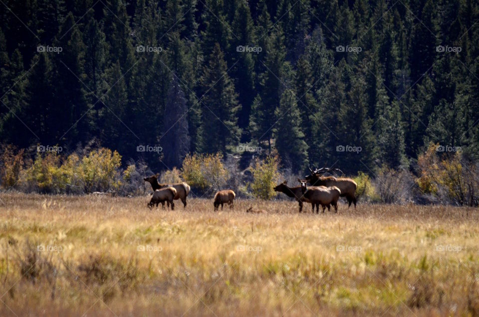 Herd of elk