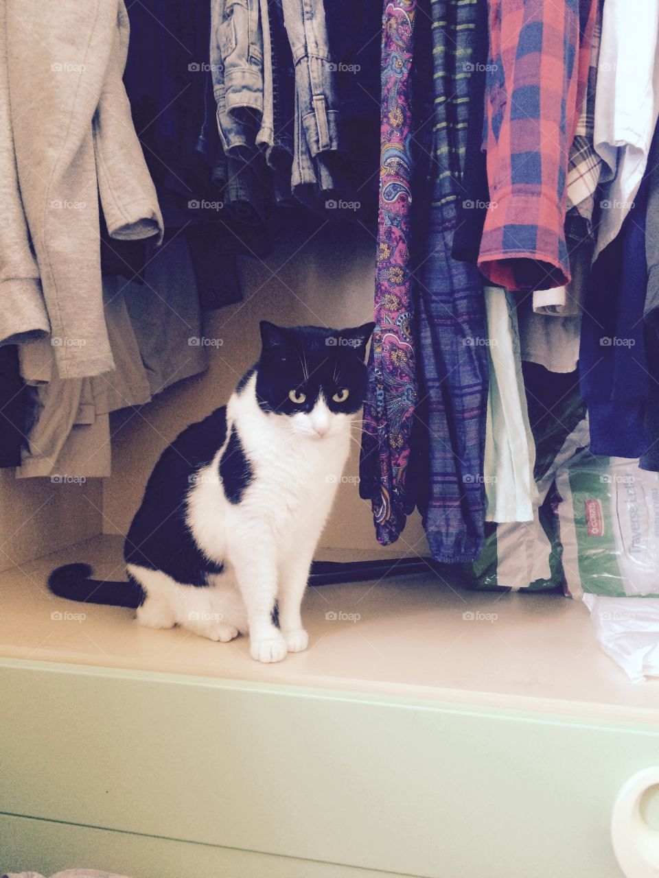 Cat in my wardrobe 