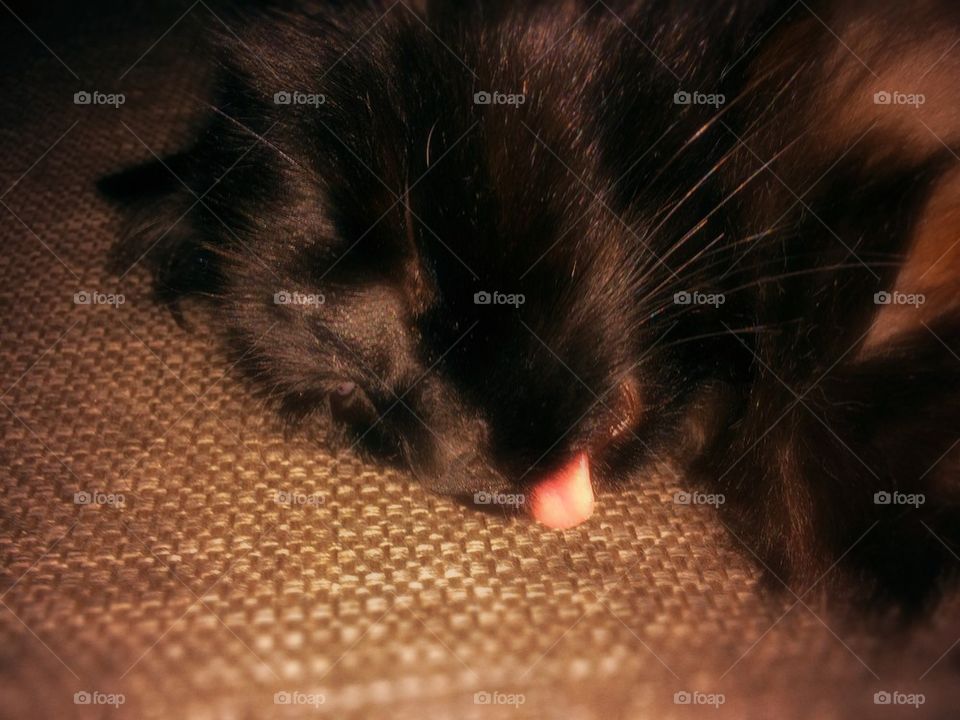 Cat sleeping whit tough out