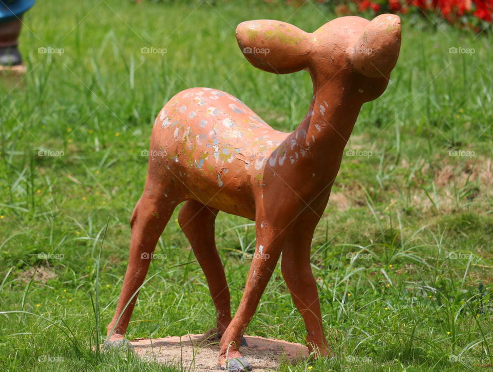 deer