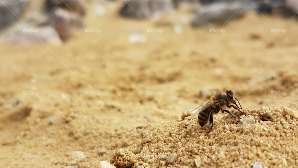 Bee playing in sand!