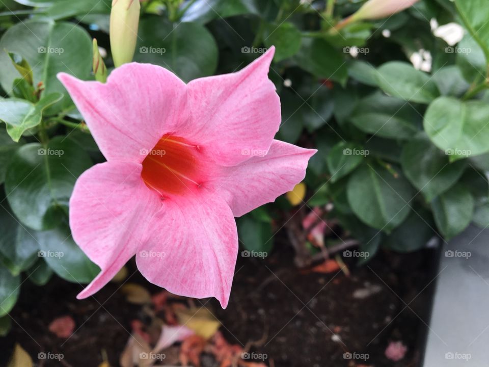 A pink flower