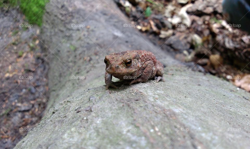 Frog in Forest