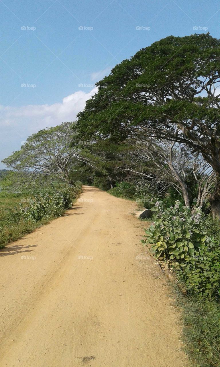 road with trees