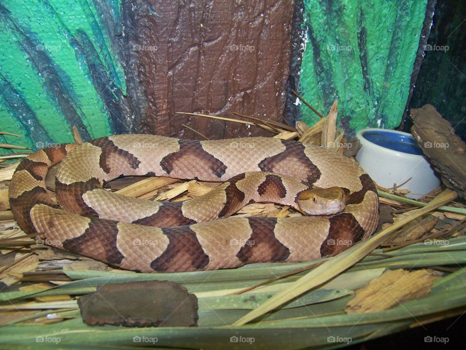 copperhead