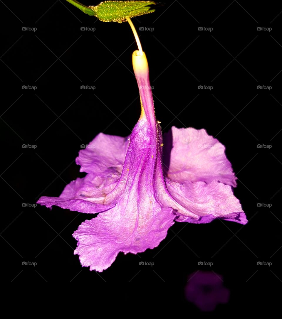 purple ruellia right before it falls off the stem