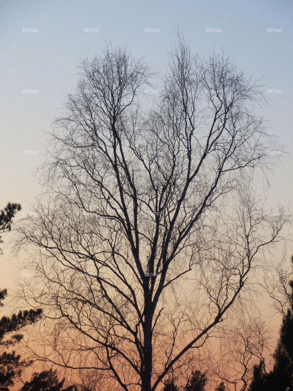 A tree in sunset