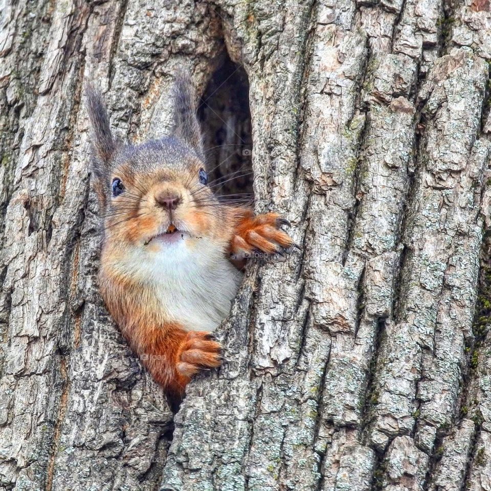 squirrel